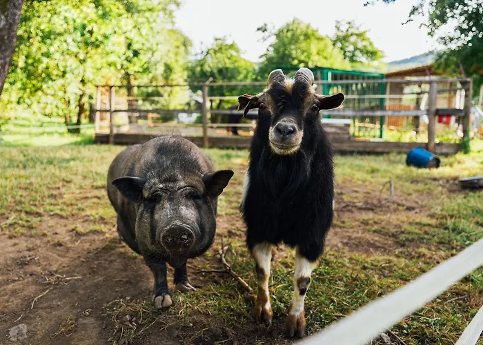 Alloggio in famiglia Sneznik Stari Trg pri Lozu